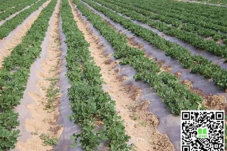 沙洋县熊兴生态农业农民专业合作社怎么样？