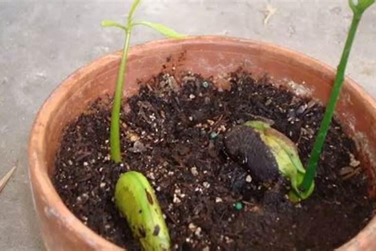 芒果用什么肥料能快速成长？施肥几次？