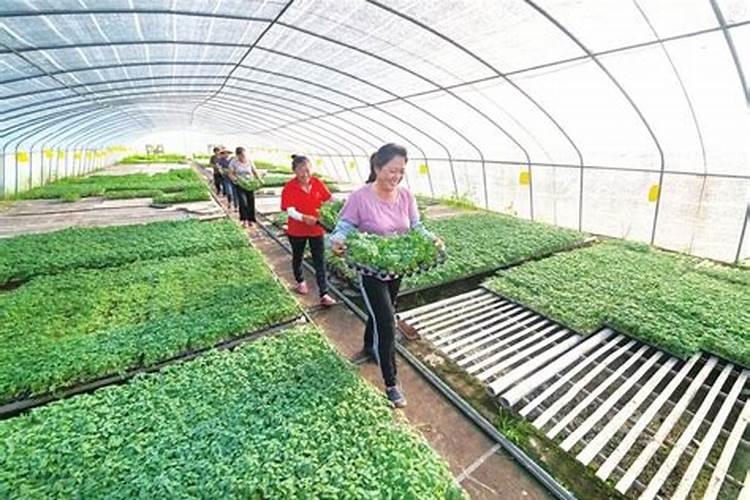 大棚为什么复合肥打底不好？