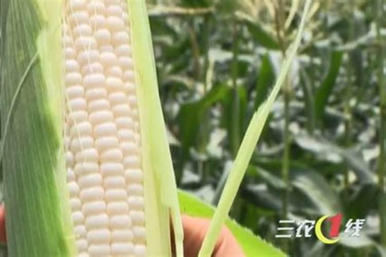玉米打叶面肥好还是追尿素好