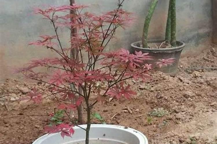 龙船花下山桩怎么养护