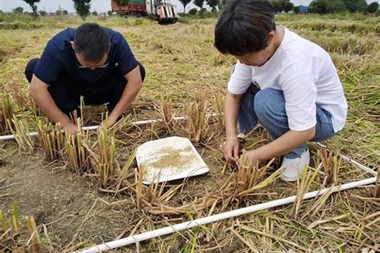 水稻施肥方法和用量水稻施肥方法是什么用量多少