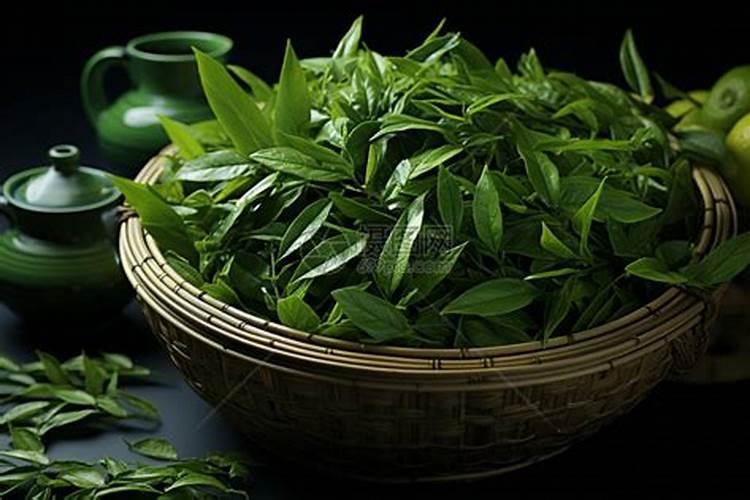 种茶叶如何喷施叶面肥好