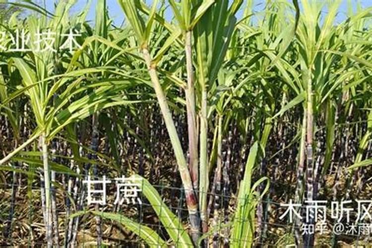 种甘蔗用什么肥料最好