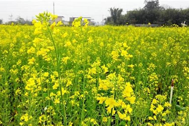 油菜苗可以喷叶面肥吗