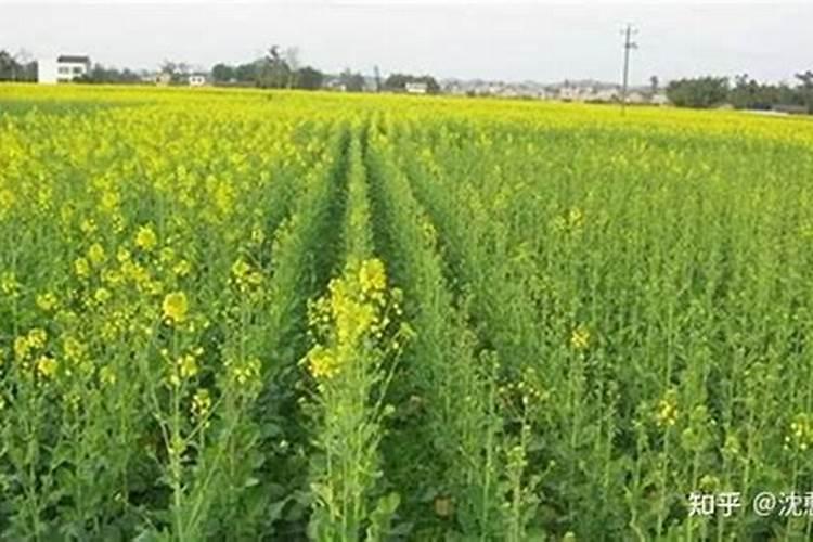 春季种植油菜花需要注意什么
