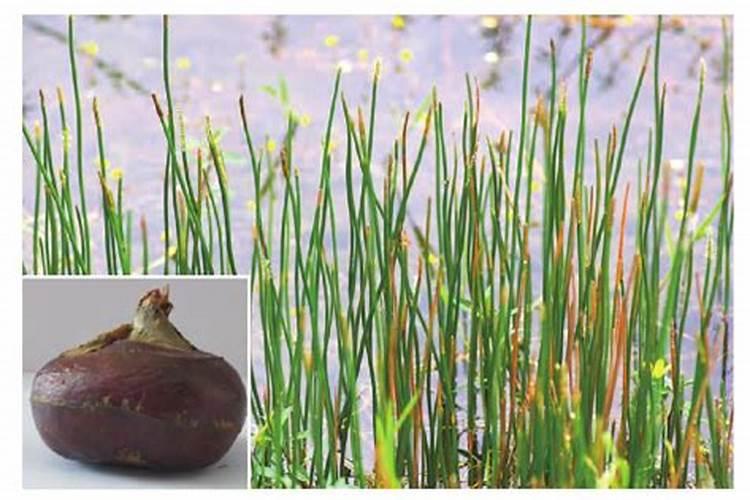 荸荠生长中后期主要病虫害防治要点