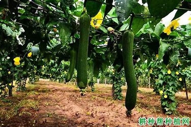 大量元素水溶肥施用几天,施用方法,注意事项