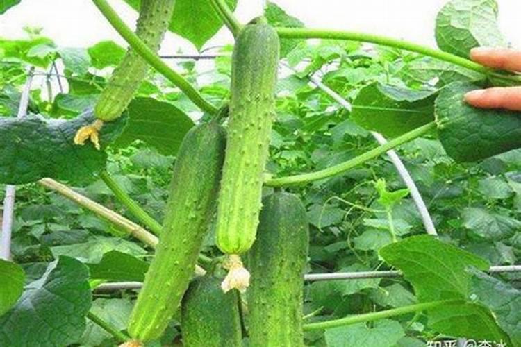 苹果树春季用什么化肥好