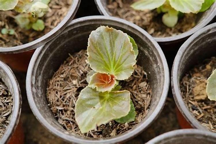 四季海棠在开花期间可以施肥吗