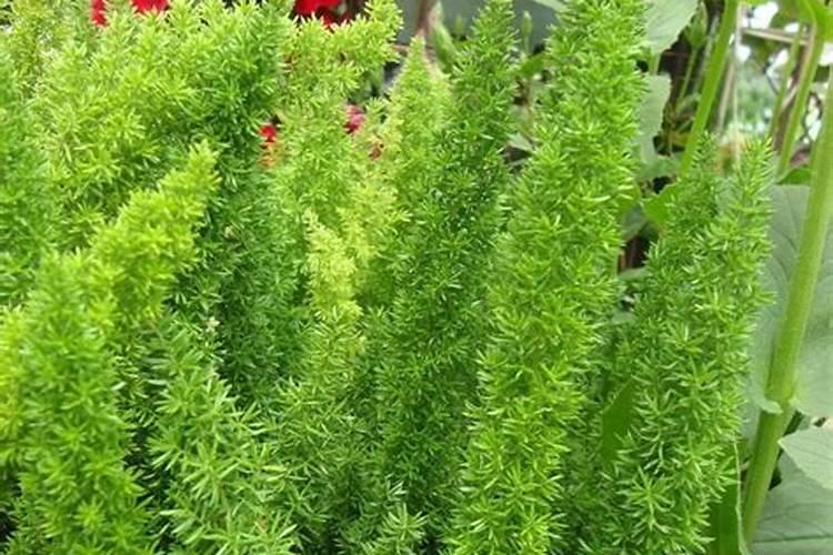 腐植酸水溶肥是什么肥料 腐植酸水溶肥料的作用有哪些