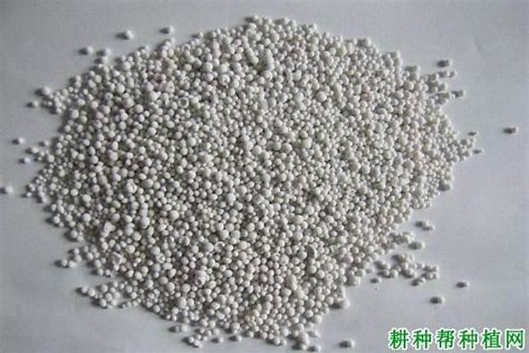 怎么给马蹄莲施肥？