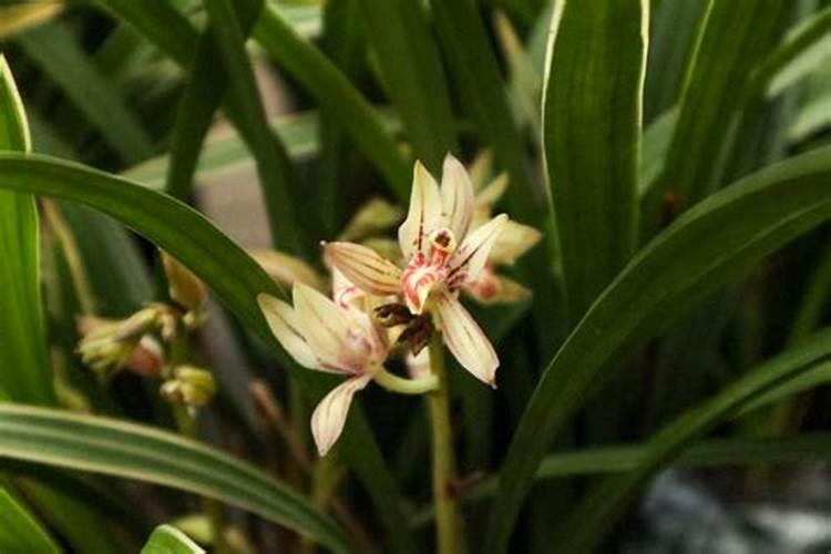 兰花开花时可以施肥吗