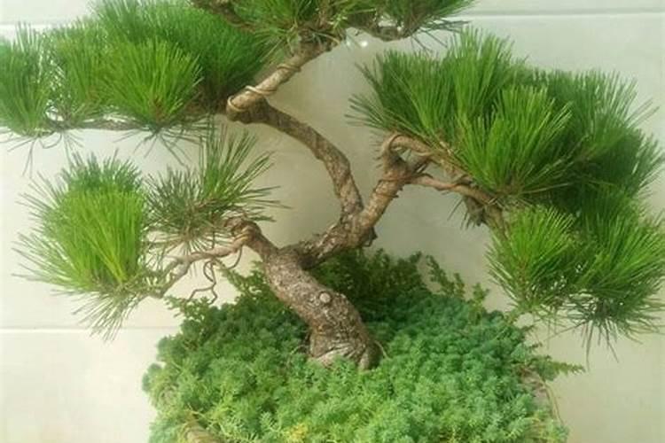 花粉是什么意思