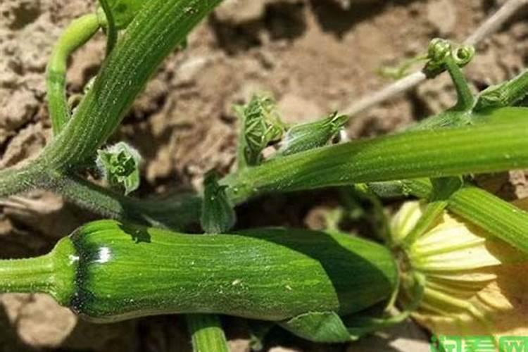 贝贝南瓜结果后在打叶面肥有用吗