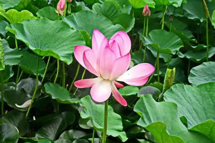 家庭碗莲如何种植方法(家庭碗莲种植指南,轻松在家养出美丽荷花)