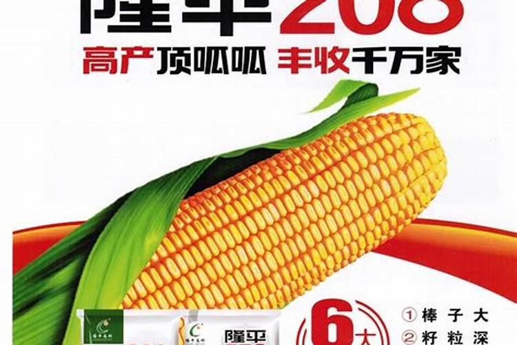 玉米被水淹黄怎么办玉米叶面肥有哪些好