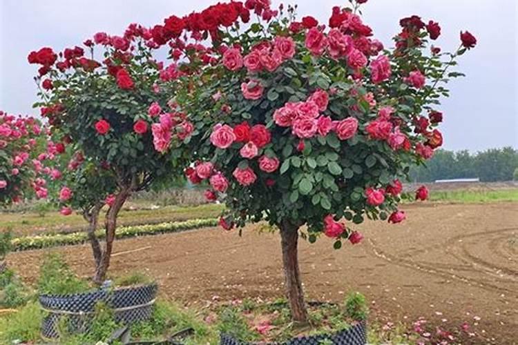 磷肥在什么时候施肥最好？月季什么时候施磷肥