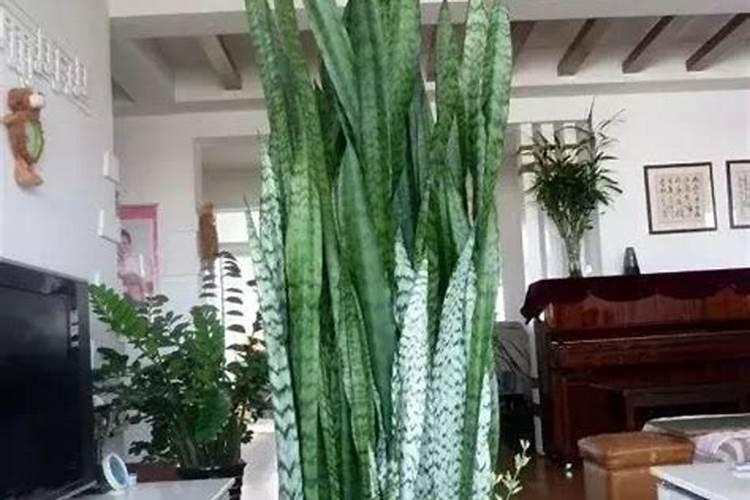 我的虎皮兰总是不长高,也不出新芽,应该施哪种肥好？
