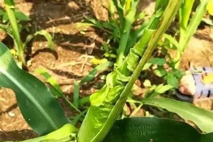 做豆汁一斤豆子加多少水 做豆汁水和豆的比例