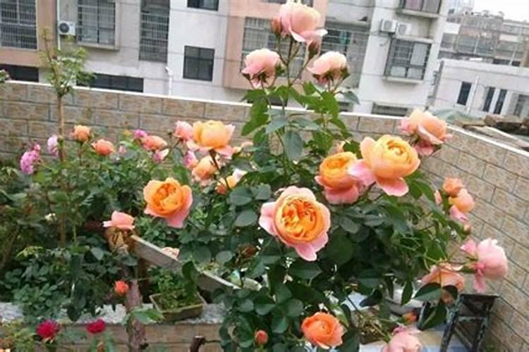 月季花新叶瘦小弯曲