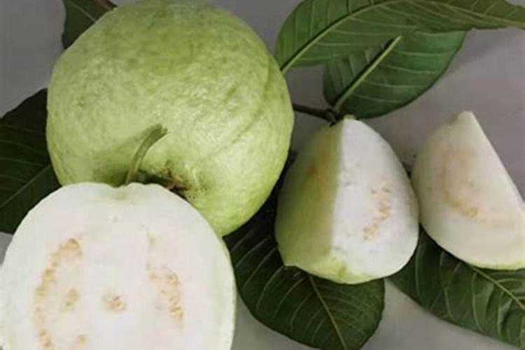 在夏天的时候,如何提高番石榴的品质？