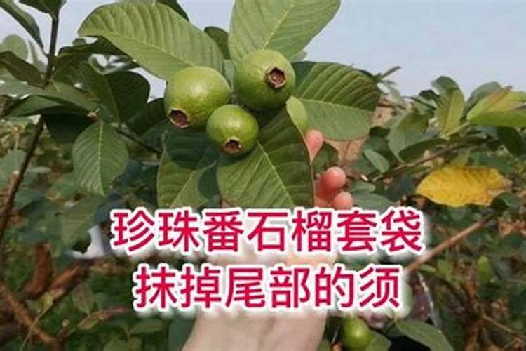 珍珠番石榴喷促花王3号会增花吗？