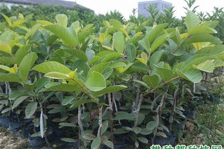 广东珠三角一带种植番石榴亩产量大概多少？本人想试水种植,谢谢!百度知...