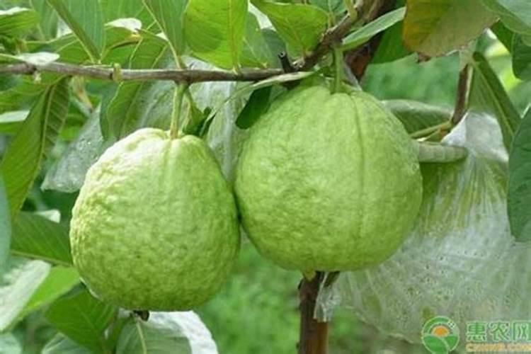 番石榴的种植技术视频,怎么种植珍珠番石榴