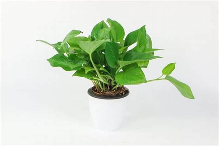 临沧市大农庄生物有机肥有限公司怎么样？
