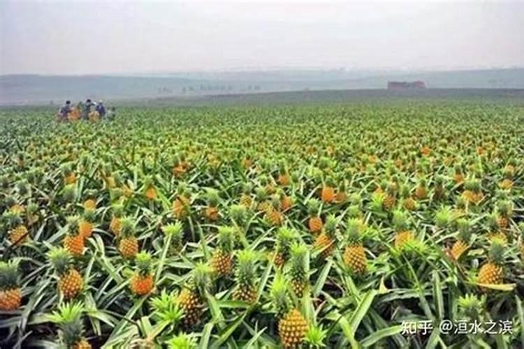 菠萝的施肥方法是什么