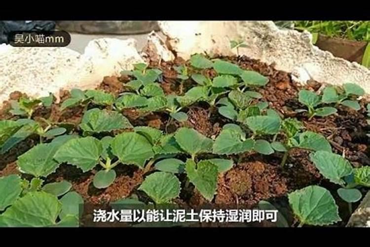 磷酸二氢钾能浇青菜吗？
