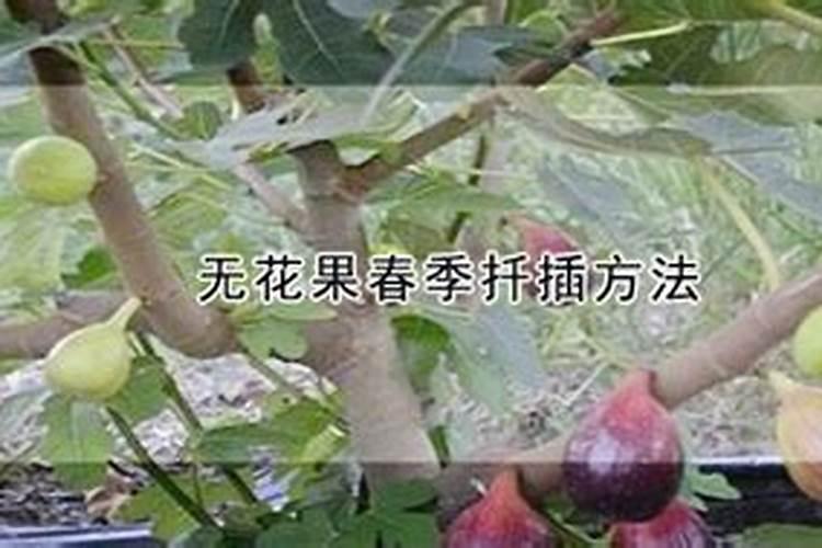 无花果追肥用什么肥料好