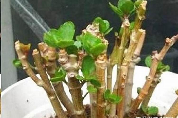 盆栽牡丹用什么土最好