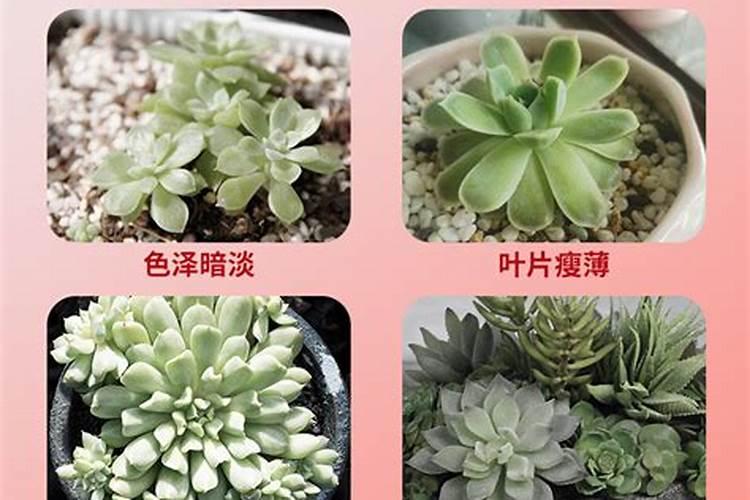 给多肉施肥用什么肥料多肉怎么施肥？