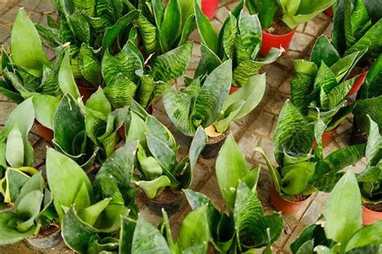 虎皮兰用什么肥料好