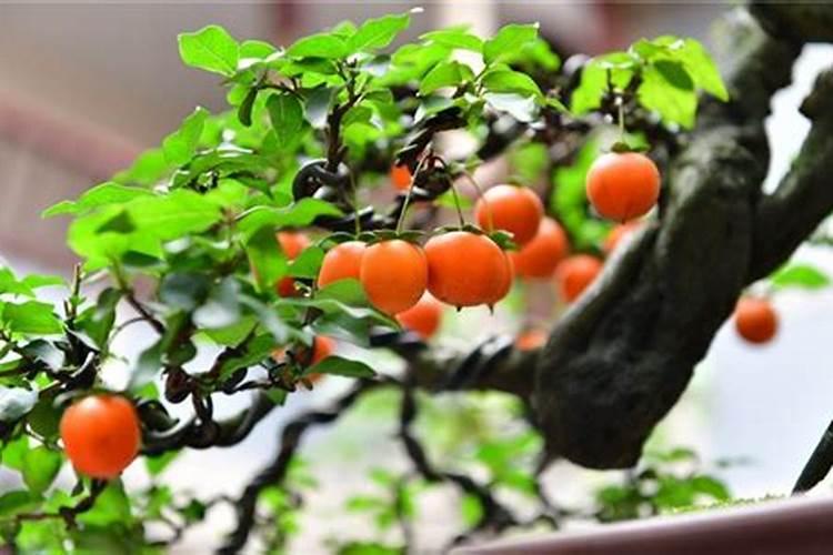 金弹子怎么快速养粗 金弹子怎么快速养粗方法