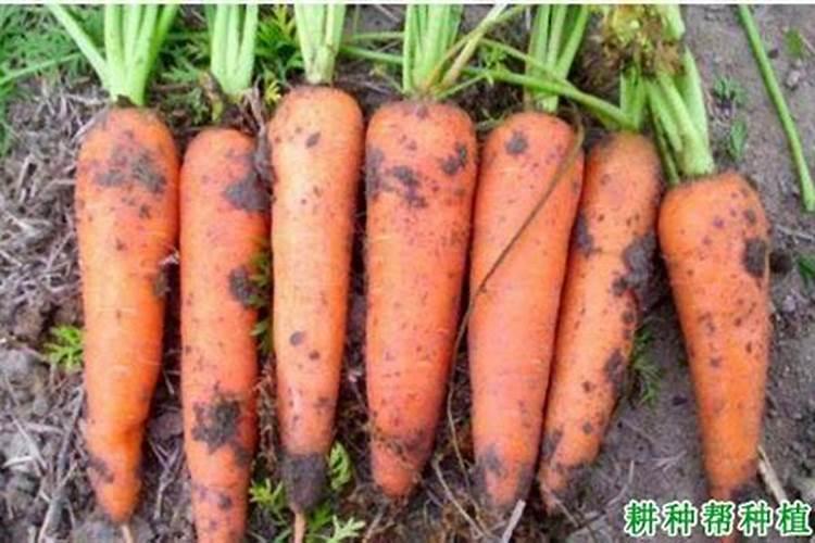 茉莉花施什么肥好