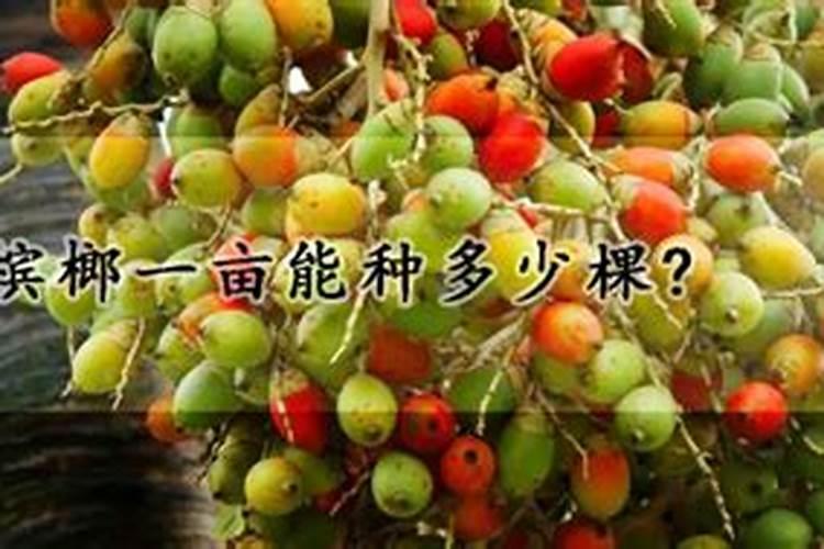 槟榔施什么钾肥才能达到高产 槟榔高产要施什么钾肥