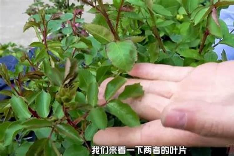 阳光玫瑰葡萄苗出现最下面的叶子大小正常,往上叶子小还发白,这是怎么...