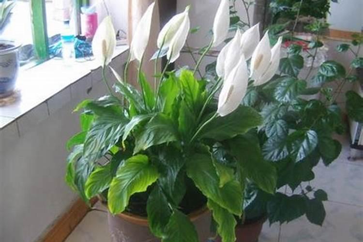 养百合花往水里放什么