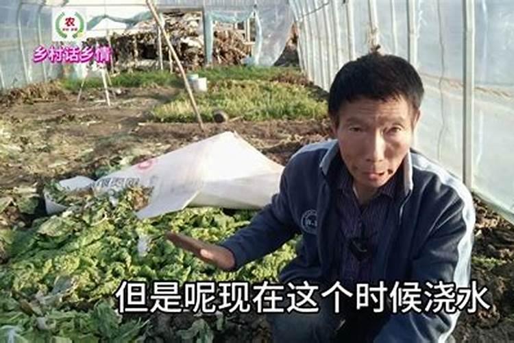 花菜该怎样防霜冻