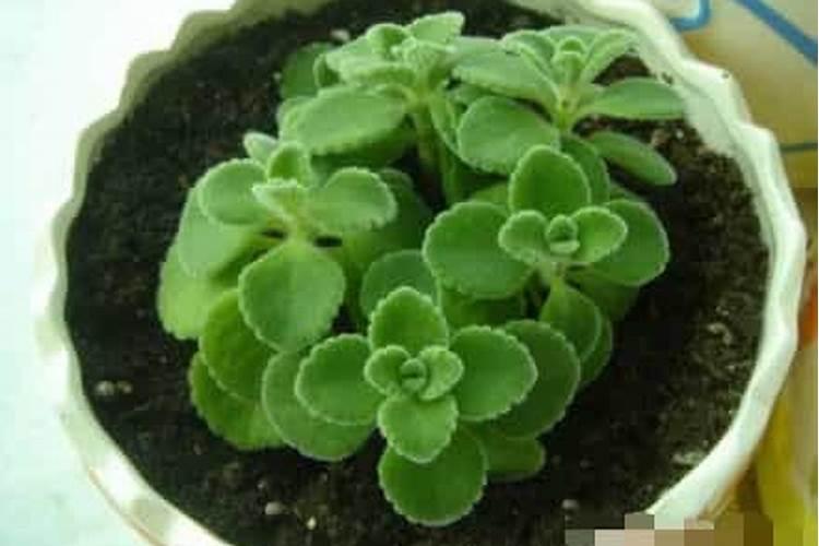 换盆,施肥后丽格海棠老掉花蕾该咋办
