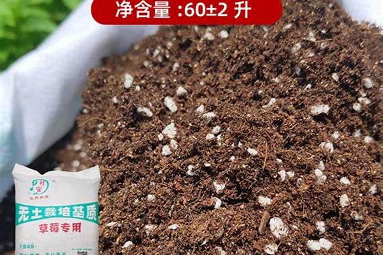 家庭无土栽培草莓怎么养