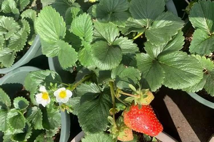 草莓苗栽下去几天可以施肥