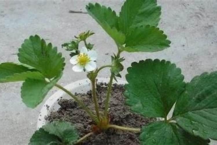 草莓用硼肥滴灌效果好,还是喷施效果好