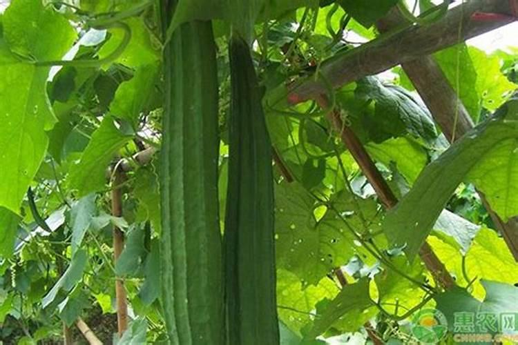 种植八棱瓜需要打顶摘心吗？