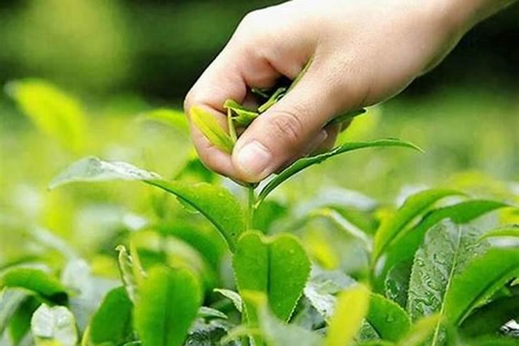 腐植酸水溶肥可以可茉莉茶花用吗