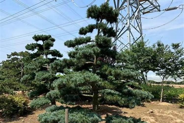 五针松可以施什么肥