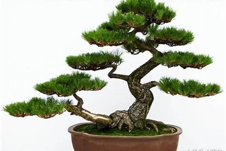 五针松用什么复合肥